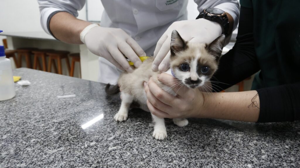 Prefeitura de Joinville realiza 5,4 mil cirurgias de castração gratuitas de cães e gatos em 2022