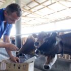 Técnico trabalha próximo a bovinos