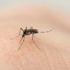 Mosquito da dengue