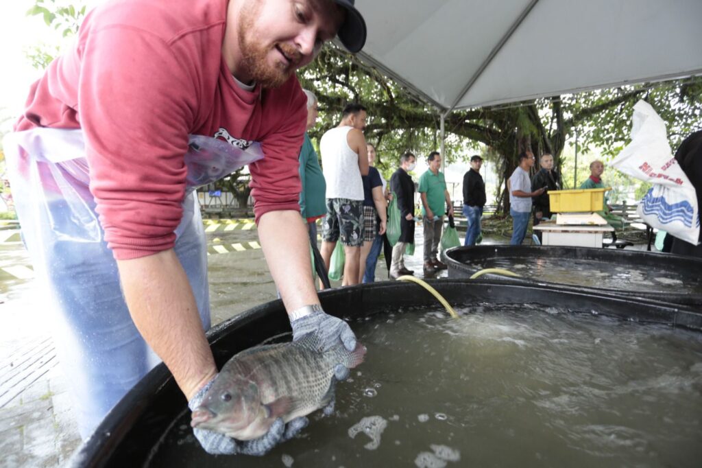 Feira do Peixe Vivo ocorre nesta quinta e sexta no Mercado Público e no Terminal do Nova Brasília