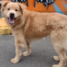 Cachorro de médio porte, sem raça definida, cor caramelo