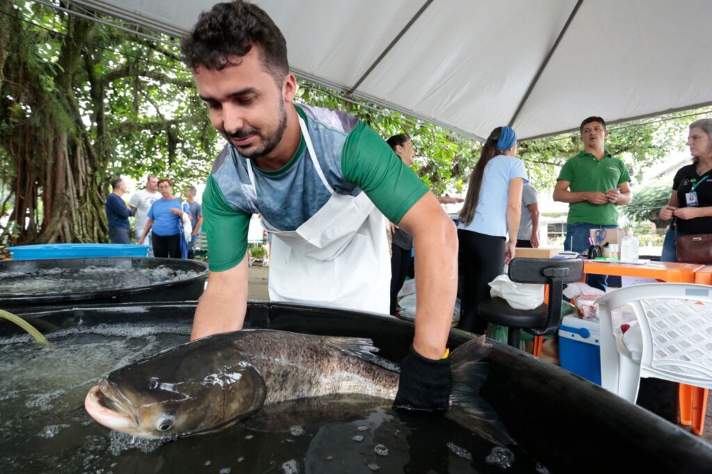 Prefeitura e AJAQ realizam a Feira do Peixe Vivo nesta quinta e sexta em Joinville