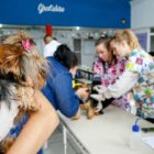 Cães são microchipados