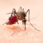 mosquito aedes aegypt