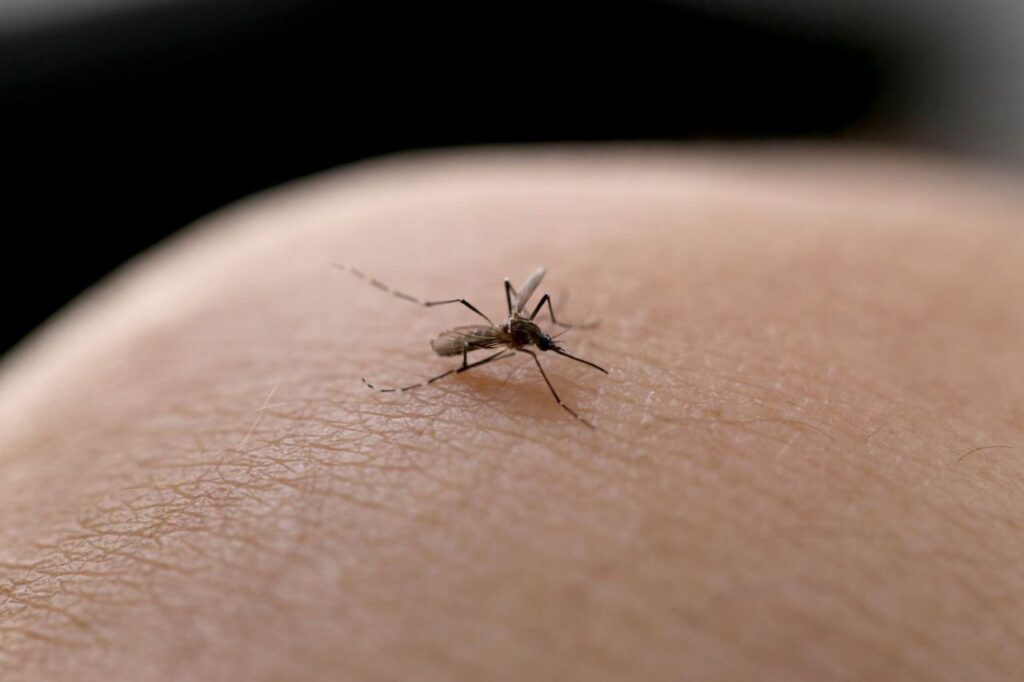 Mosquito da dengue na pele de uma pessoa