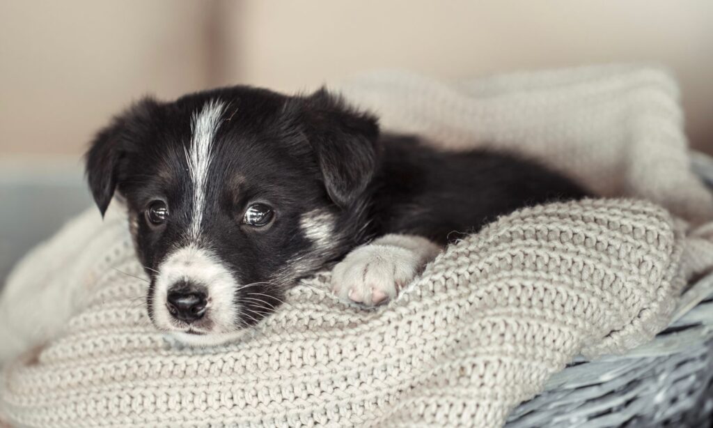 Centro de Bem-estar Animal faz campanha para arrecadar camas e cobertores para cães e gatos