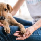 cãozinho no colo de tutora