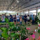 Mudas de plantas e flores em exposição na Ceasa