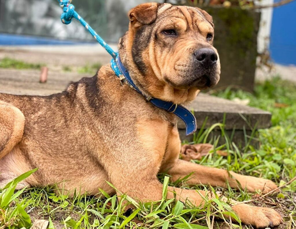 Centro de Bem-Estar Animal de Joinville realiza feira de adoção de animais neste sábado