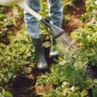Agricultor rega plantas em uma plantação