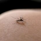 Imagem de um mosquito na pele de uma pessoa