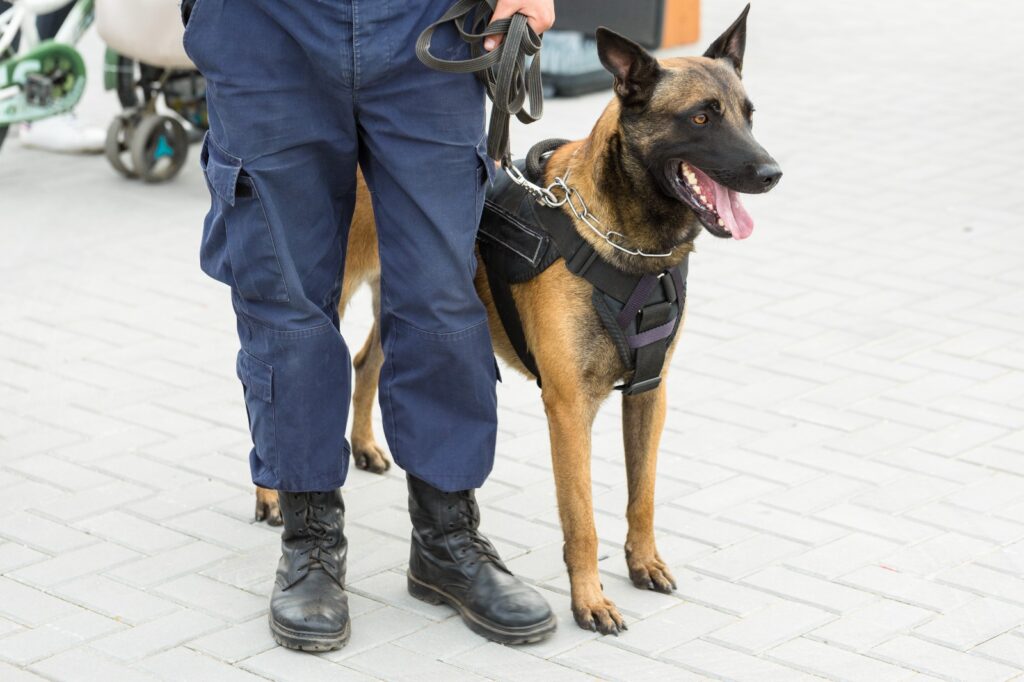 Defesa Civil e Guarda Municipal de Joinville participam de seminário sobre técnicas de rastreamento humano e com cães