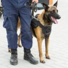 Cachorro é conduzido por guarda municipal