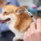 Profissional segura injeção que será aplicada em cachorro pequeno
