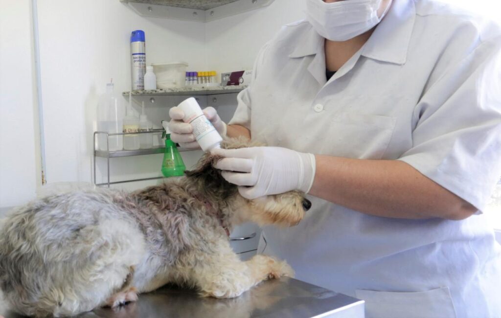 Prefeitura abre credenciamento para clínicas e hospitais veterinários oferecerem serviços de castração e microchipagem