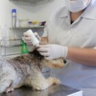 Cão é tratado por profissional