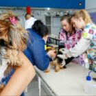 Veterinários inserem microchip em cachorro, enquanto pessoas aguardam segurando outros cachorros