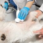 Cachorro deitado de barriga para cima é examinado