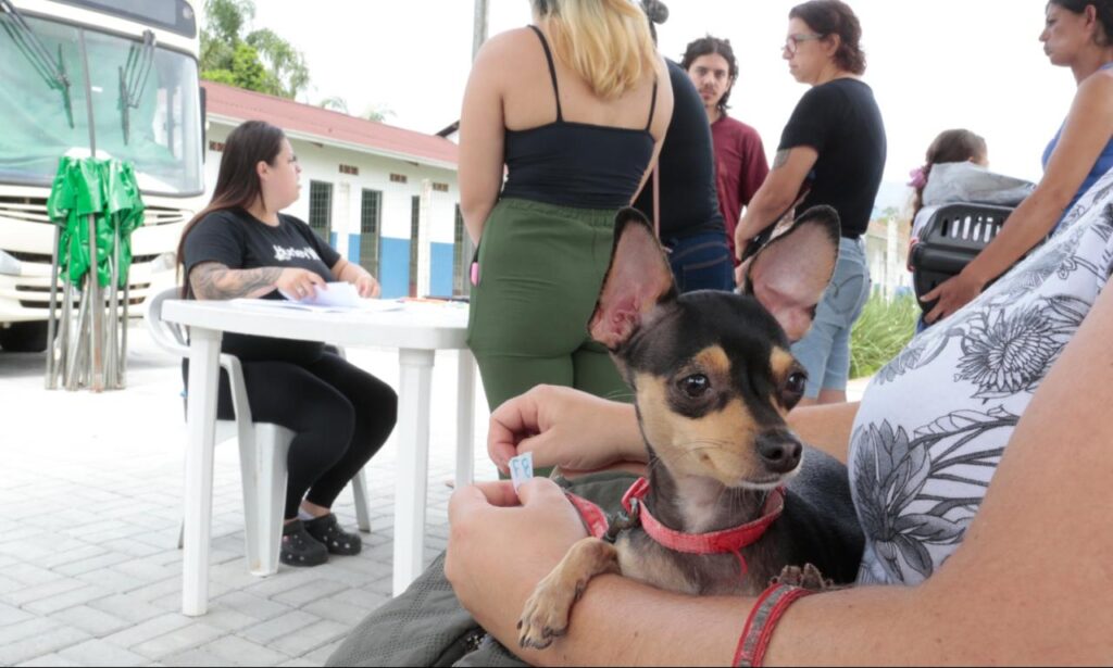 Prefeitura de Joinville realiza mutirão de microchipagem no Anita Garibaldi