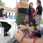 Cachorro preto pequeno, com coleira vermelha, no colo de tutora, espera para ser atendido