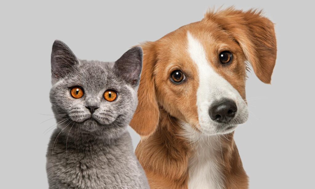 Centro de Bem-Estar Animal de Joinville divulga novos telefones para contato