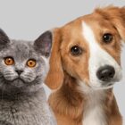 Foto de um gato cinza ao lado de um cachorro malhado branco e caramelo