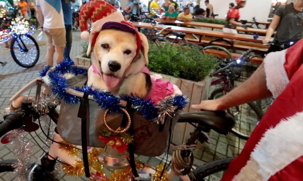 Tutores e animais de estimação podem participar da Caminhada Pet que faz parte do Natal de Joinville