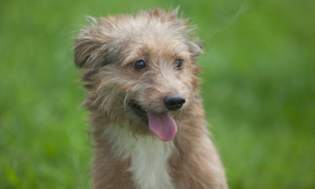 Centro de Bem-estar Animal promove feira de adoção no domingo