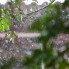 Gotas de chuva em folhas de árvora