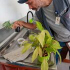 Agente de combate a endemias olha plantas para eliminar possíveis criadouros do mosquito Aedes aegypti.