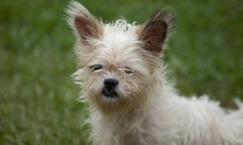 Domingo tem feirinha de adoção de cães em frente ao Zoobotânico de Joinville