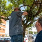 Homem em escada observa copa de árvore observado por outro homem
