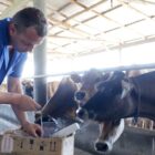 Homem dá comida para vacas