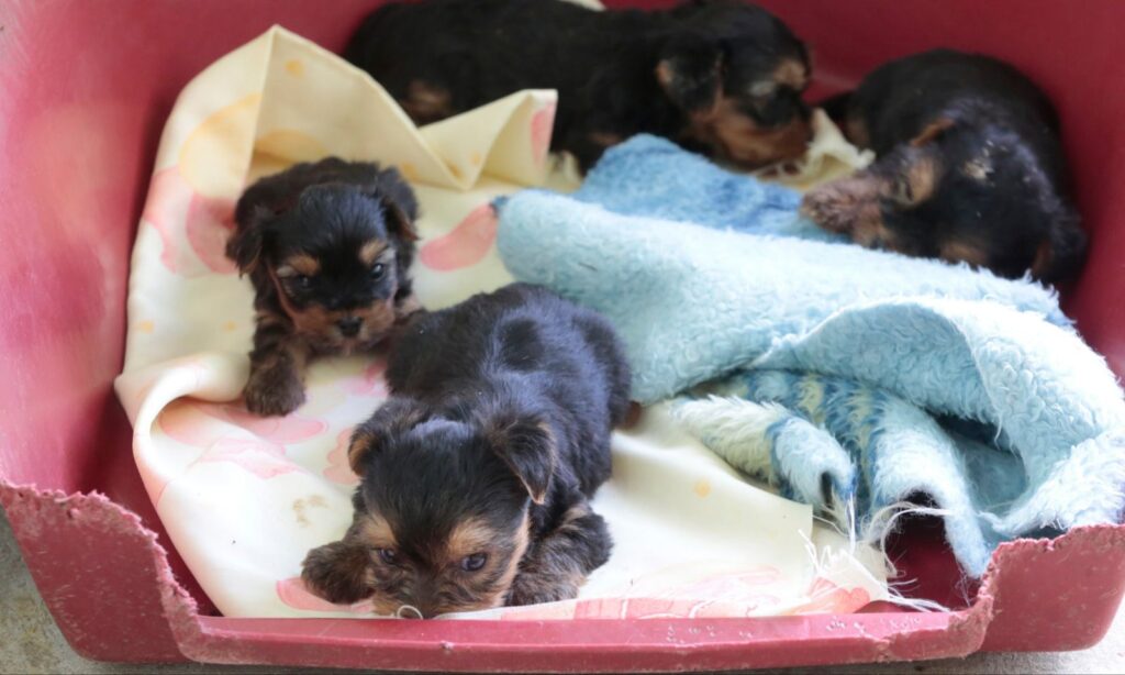 CBEA de Joinville atende animais resgatados em canil clandestino e prepara para adoção