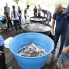 Comercialização de peixes em feira