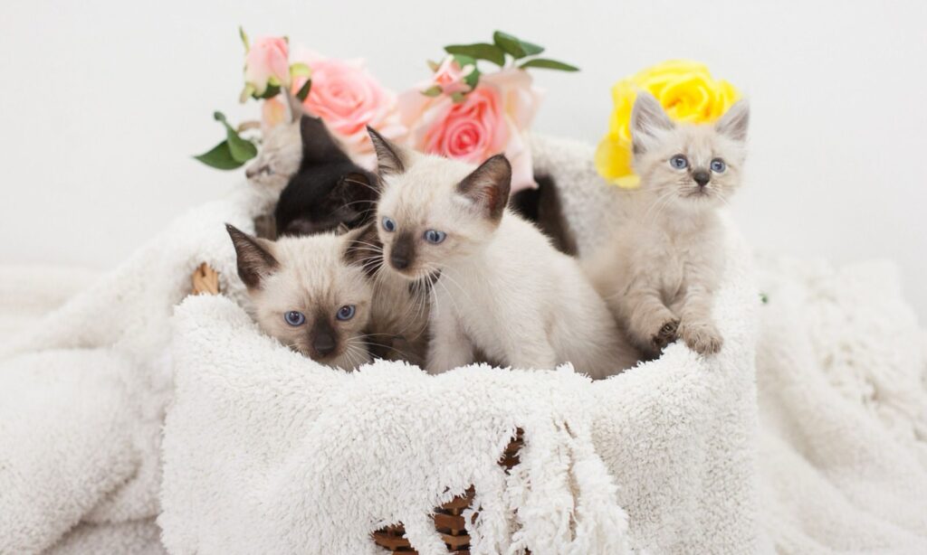 Filhotes de gatos e cães resgatados estarão disponíveis para adoção em feirinha no domingo