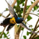 Passarinho amarelo e azul em voo