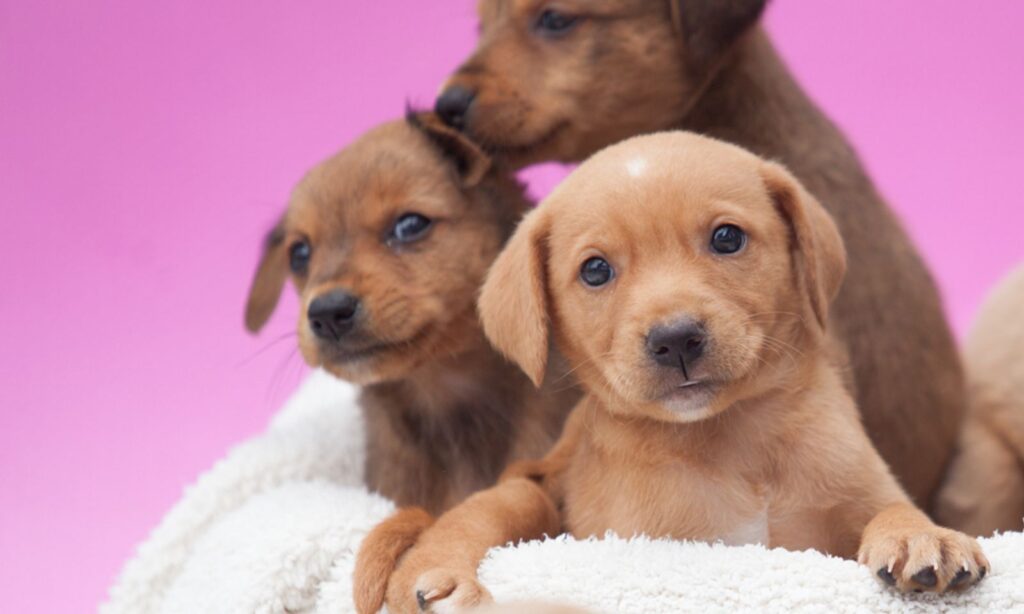 CBEA de Joinville realiza feira de adoção de animais neste domingo