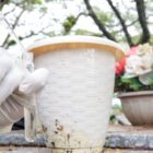 Mão de pessoa segura frasco e recolhe larva de mosquito perto de vaso de flor em túmulo