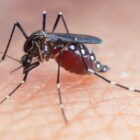 Imagem de um mosquito da dengue