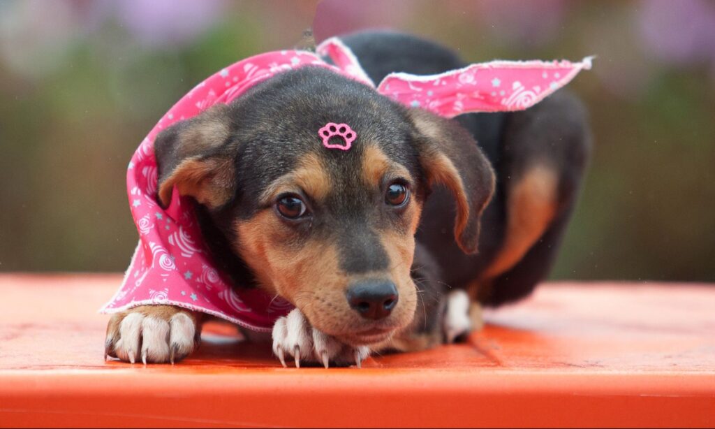 Centro de Bem-Estar Animal de Joinville tem cães e gatos disponíveis para adoção