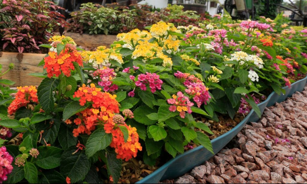 Concurso de Jardins 2024 “Novembro das Flores de Joinville” está com inscrições abertas