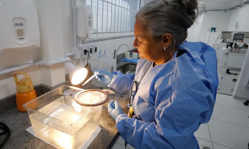 Joinville começa produção de mosquitos com bactéria que impede transmissão de doenças como a dengue