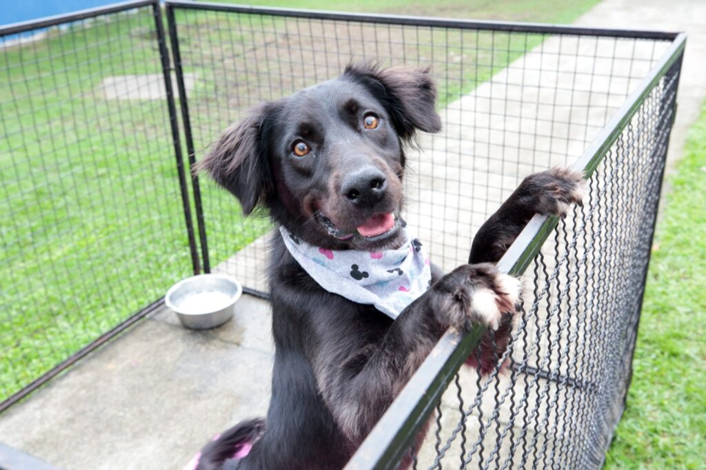 Feira virtual do Centro de Bem-estar Animal da Prefeitura de Joinville ajuda no ‘match’ entre animais e novos tutores