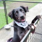 Cão dentro de um canil