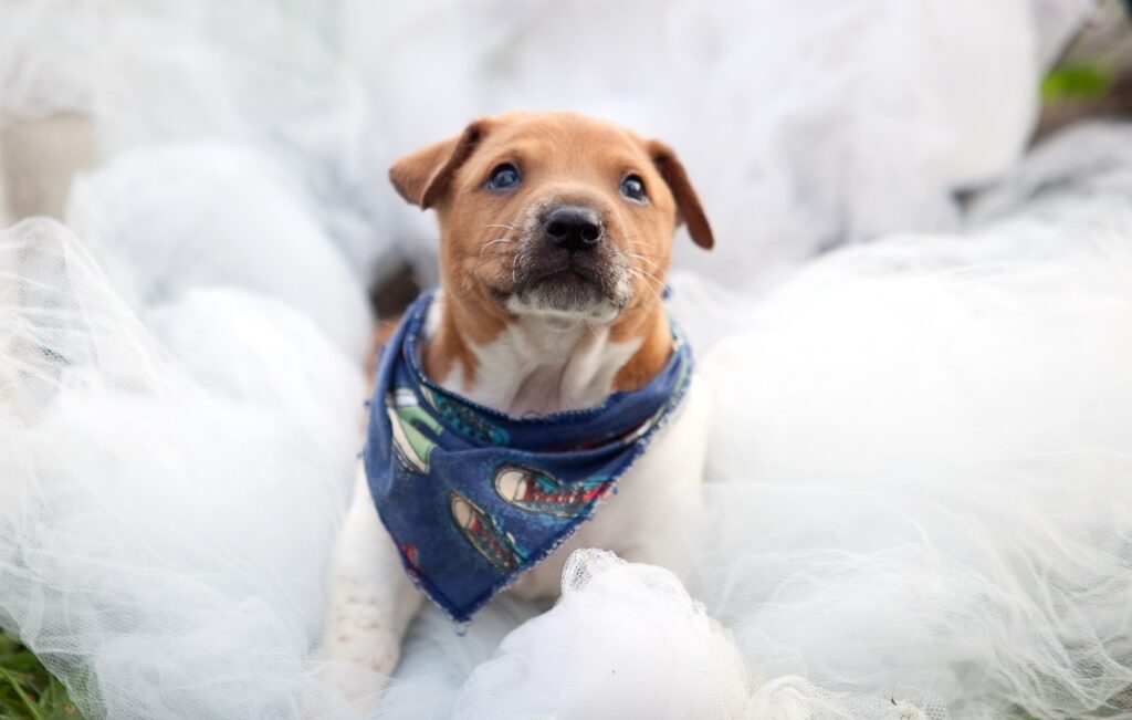 Centro de Bem-Estar Animal de Joinville realiza feira de adoção de filhotes neste domingo