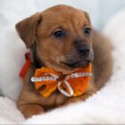 Filhote de cachorro de cor caramelo com laço de fita laranja no pescoço