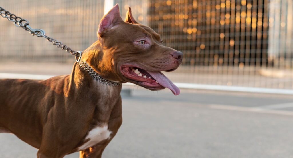 CBEA de Joinville realiza ação para castrar e microchipar cães da raça pit bull