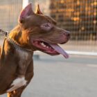 cão pit bull