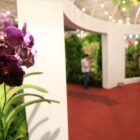 Orquídea de cor vinho em exposição na Festa das Flores